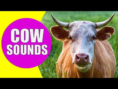 , title : 'COW SOUNDS | Learn Animals with Kiddopedia #Shorts