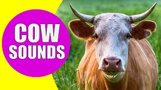 Download lagu COW SOUNDS | Learn Animals with Kiddopedia #Shorts mp3 Download lagu COW SOUNDS | Learn Animals with Kiddopedia #Shorts mp3