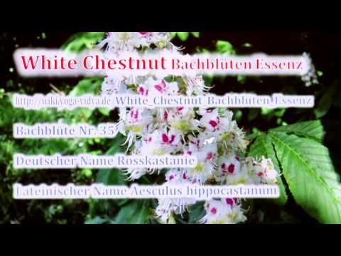 White Chestnut Bachblüten Essenz
