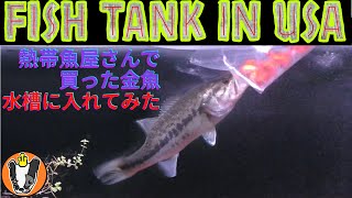 Fish Tank in USA  アメリカの熱帯魚屋さんで金魚を買って水槽にいれてみた
