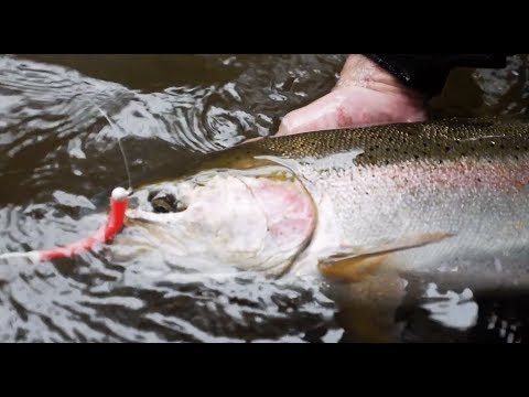 Early Winter Steelhead Fishing with SURPRISE CATCH! | Addicted Life Ep. #19
