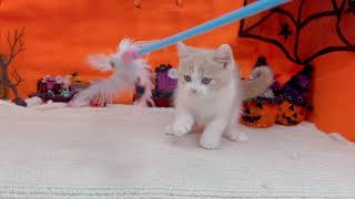 スコティッシュストレートの動画01