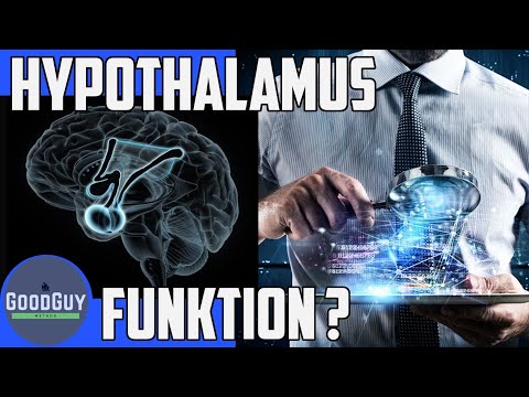 Der Hypothalamus steuert dein Wohlbefinden! Hirnanhangdrüse und Ernährung Entzündung Hormone Stress!