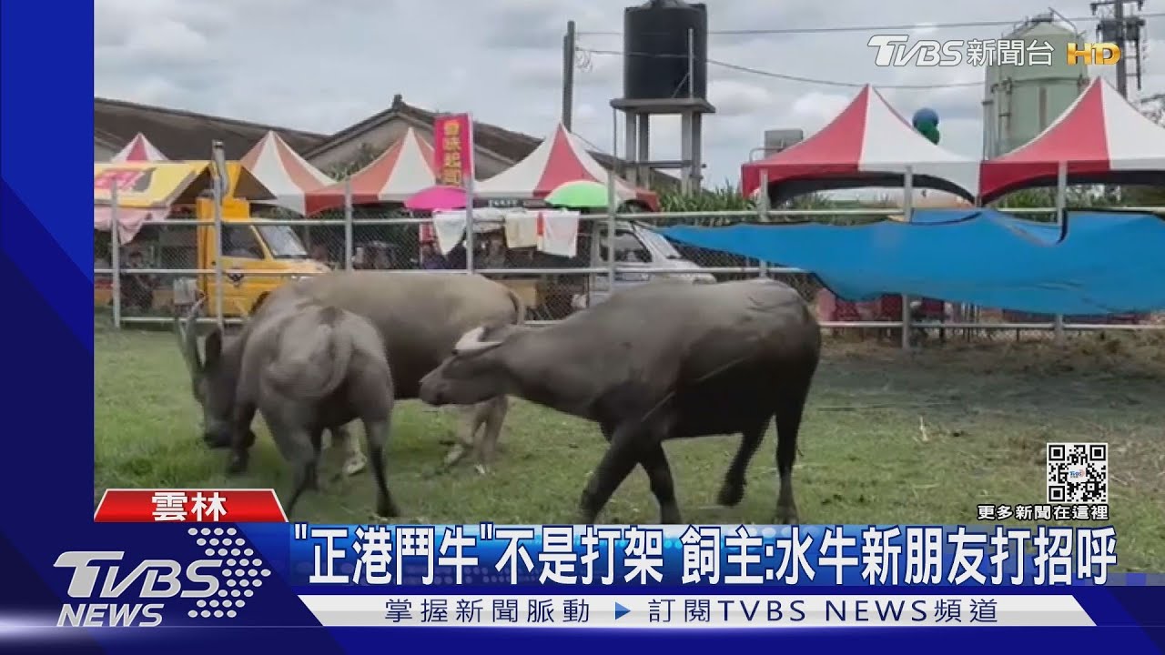 「正港鬥牛」不是打架　飼主：水牛新朋友打招呼