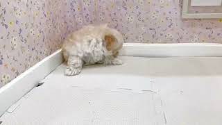 ハーフ犬の動画01