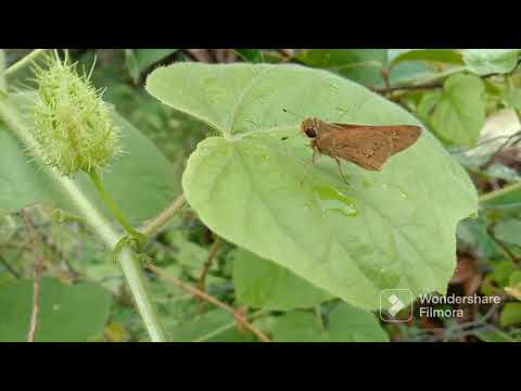 Baby butterfly brown on leaf