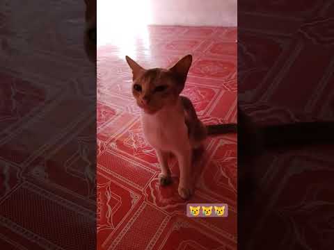 cat crying😿😿😿😿 #shortvideo #video