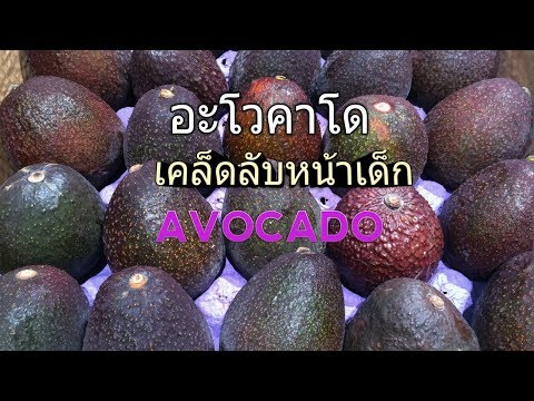 วิดีโอสาวตื่นเต้น สาวน้อยดูดกระเจี๊ยว