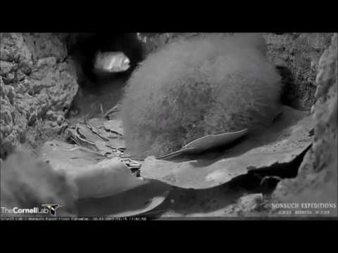 Cahow chick takes a tumble