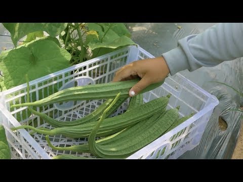 download lagu mp3 mp4 Patola Fruit, download lagu Patola Fruit gratis, unduh video klip Patola Fruit