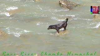 preview picture of video 'A dog crosses River'