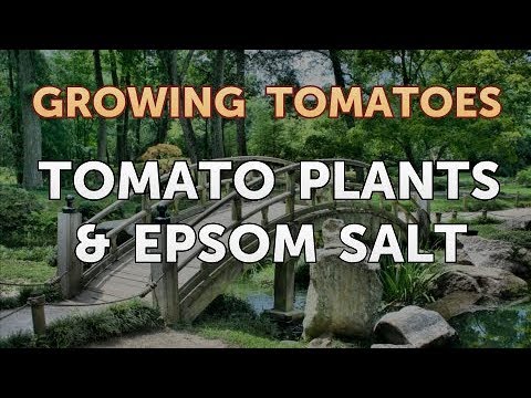 Is Vinegar Good for Tomato Plants