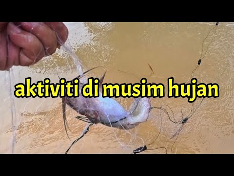 Rezeki yang tak diduga bila musim hujan/ jalan banjir. 