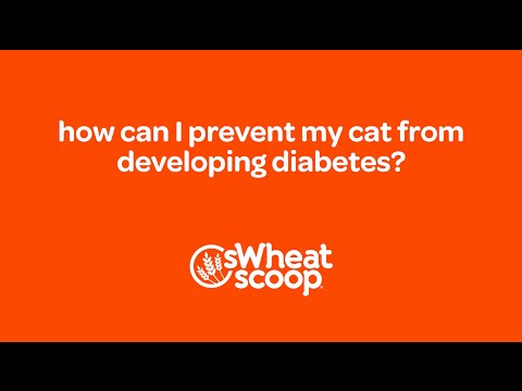 how can I prevent my cat from developing diabetes?