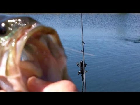 Pond Hopping with the Lunker Lizard – Largemouth Bass Fishing