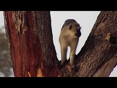 Djuma: Vervet Monkeys in tree-Pt:2 - 08:17 - 06/02/21