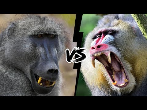 BABOON VS MANDRILL - Which monkey is stronger?