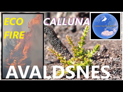 Kystlynghei på Karmøy restaureres av Avaldsnes grunneierlag