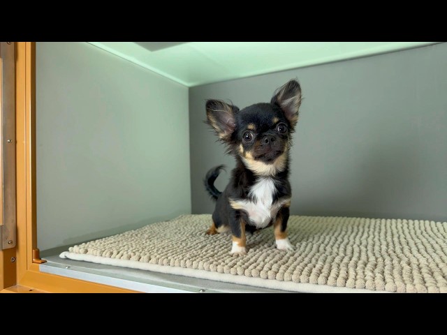 (子犬) 犬種：チワワ・ロングコート 女の子 ブリーダー マロニエケンネル　MARRONNIER KENNEL k4122の画像
