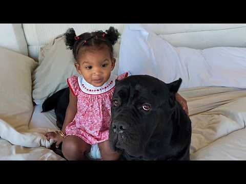 This 130lb Cane Corso Had 72 Hours to Live—Then a Little Girl Changed His Fate Forever