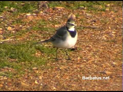 Lavandera blanca ( Motacilla alba ) White wagtail