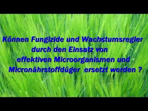 Fungizide und Wachstumsregler durch Micronährstoffe und EM ersetzen ?