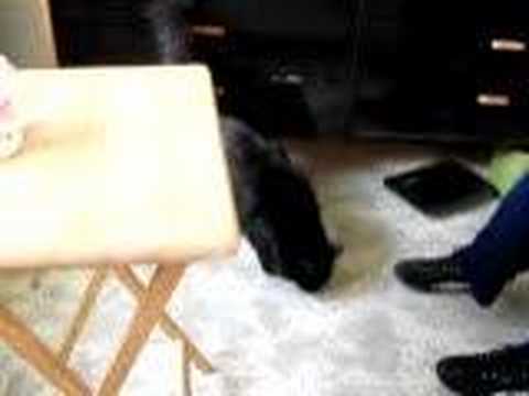 MARY FRANCES COHEN'S FIRST VISIT HOME