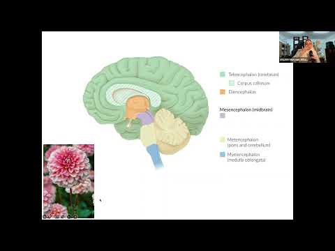 The Brainstem I Maryam Altayeb I NEU 241 PAL review session