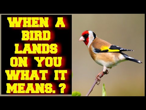 YouTube video about: What does it mean if a bird lands on you?