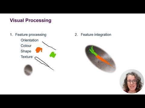 What is Apperceptive Agnosia?