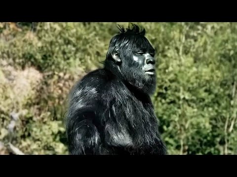 PATTERSON-GIMLIN BIGFOOT A.I. PART 2