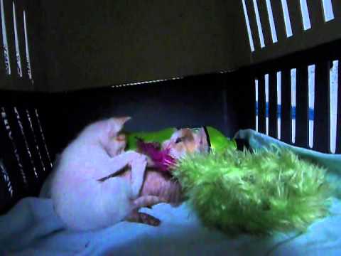 Lakshmi and Parvati 1.MOV