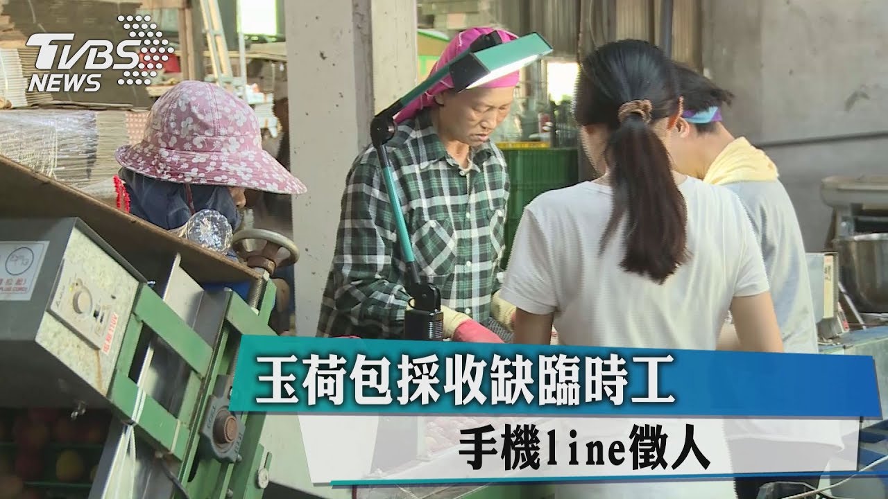 玉荷包採收缺臨時工 手機line徵人