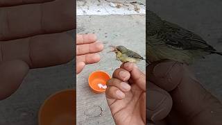 Download lagu SINGLE MALE OR FEMALE SOGON BIRD CHICKEN?? #birdhobby #sogonbird #sogonbirdchild #shorts mp3