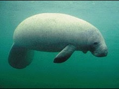 Facts: The Manatee