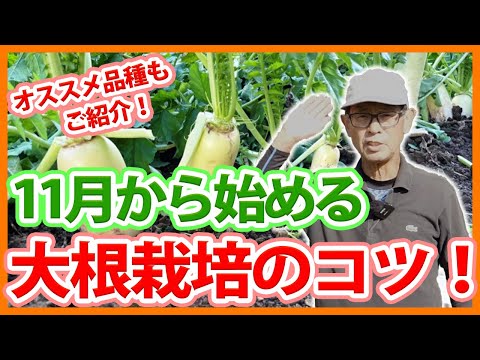 月に大根を播く時期 春の旧暦 2023 年 3 月 露地に大根を播く方法