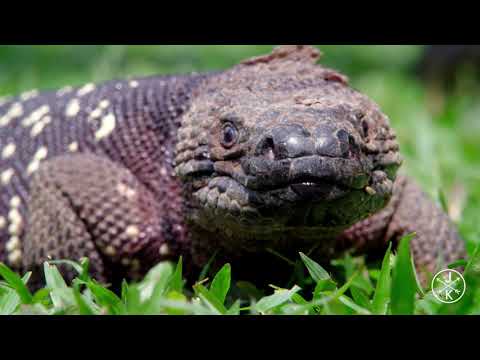 4K 60fps HDR ULTRA HD