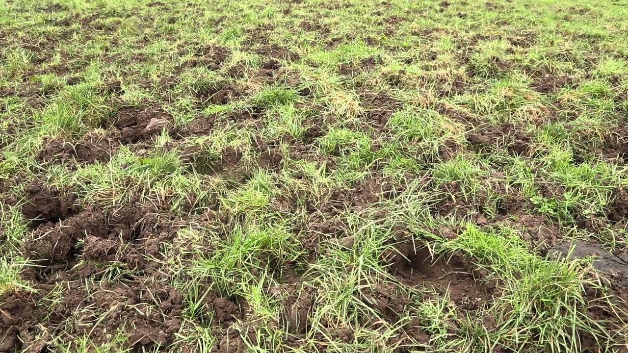 Dairy know-how: managing spring grass
