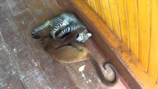 preview picture of video 'Amor entre gato y mono en la selva peruana'