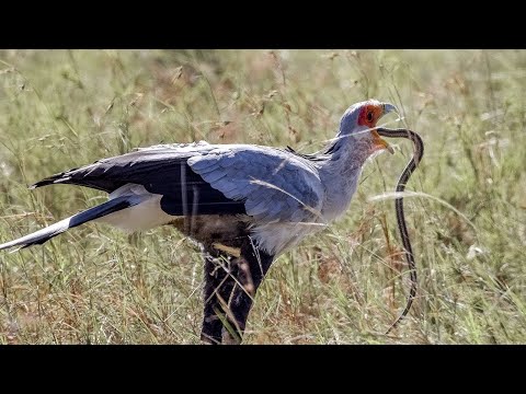 L'uccello segretario. Il grazioso KILLER dei serpenti! L'uccello rapace contro il serpente!