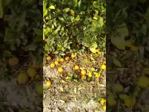 How To pluck Oranges in Garden | orange fields and cutting