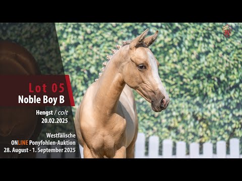 ONLINE Fohlen-Auktion Lot 05 Noble Boy B Hengst v. Noble Dance - Donchester