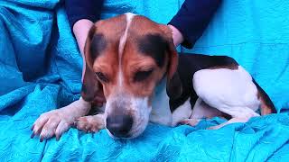 Video preview image #1 Beagle Puppy For Sale in Cuba, NY, USA