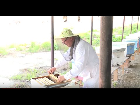 Expandarea familiilor de albine dupa iernarea 3 in 1 de la Biostup - Lucrari de primavara la stupina