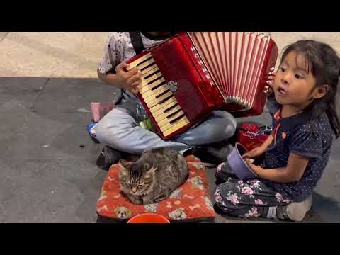 Õhtune kassikontsert