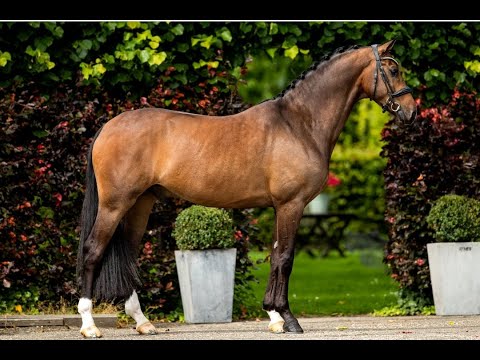 SOLD - Borsalino x De Niro - 2016 - Gelding - 1.70m