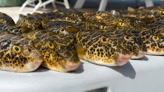 TOXIC Pufferfish...Catch Clean Cook- INCREDIBLE Recipe! (Toadie)