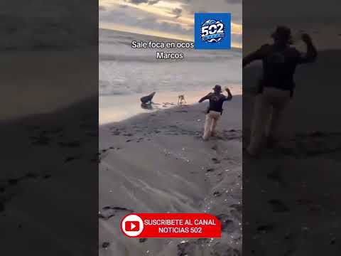 😮 FOCA VISTA EN SAN MARCOS 😮 #noticias #guatemala 