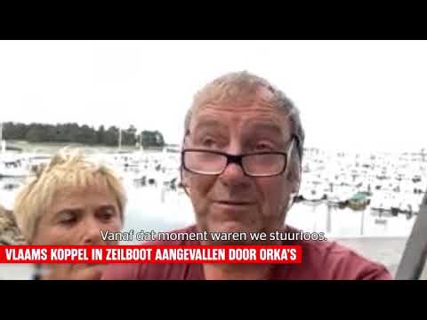 Two orcas or killer whales attack sailing Belgian sailing yacht