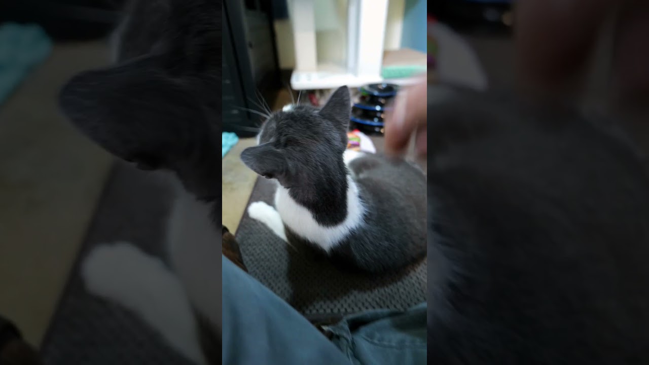 Enlarge Guacamole, a Adoptable Domestic Short Hair in Baltimore, MD video 6/6